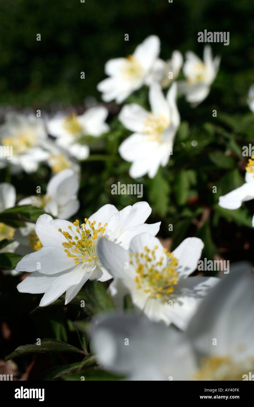 ANEMONE NEMOROSA LEEDS VARIETY Stock Photo