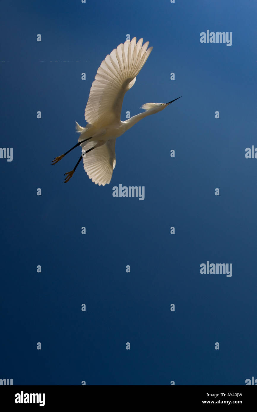 Snowy Egret Egretta thula Stock Photo - Alamy
