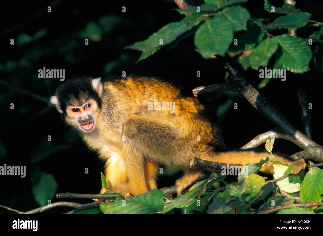 SQUIRREL MONKEY SAIMIRI SCIUREUS AMAZON RAINFOREST AMAZONAS BRAZIL