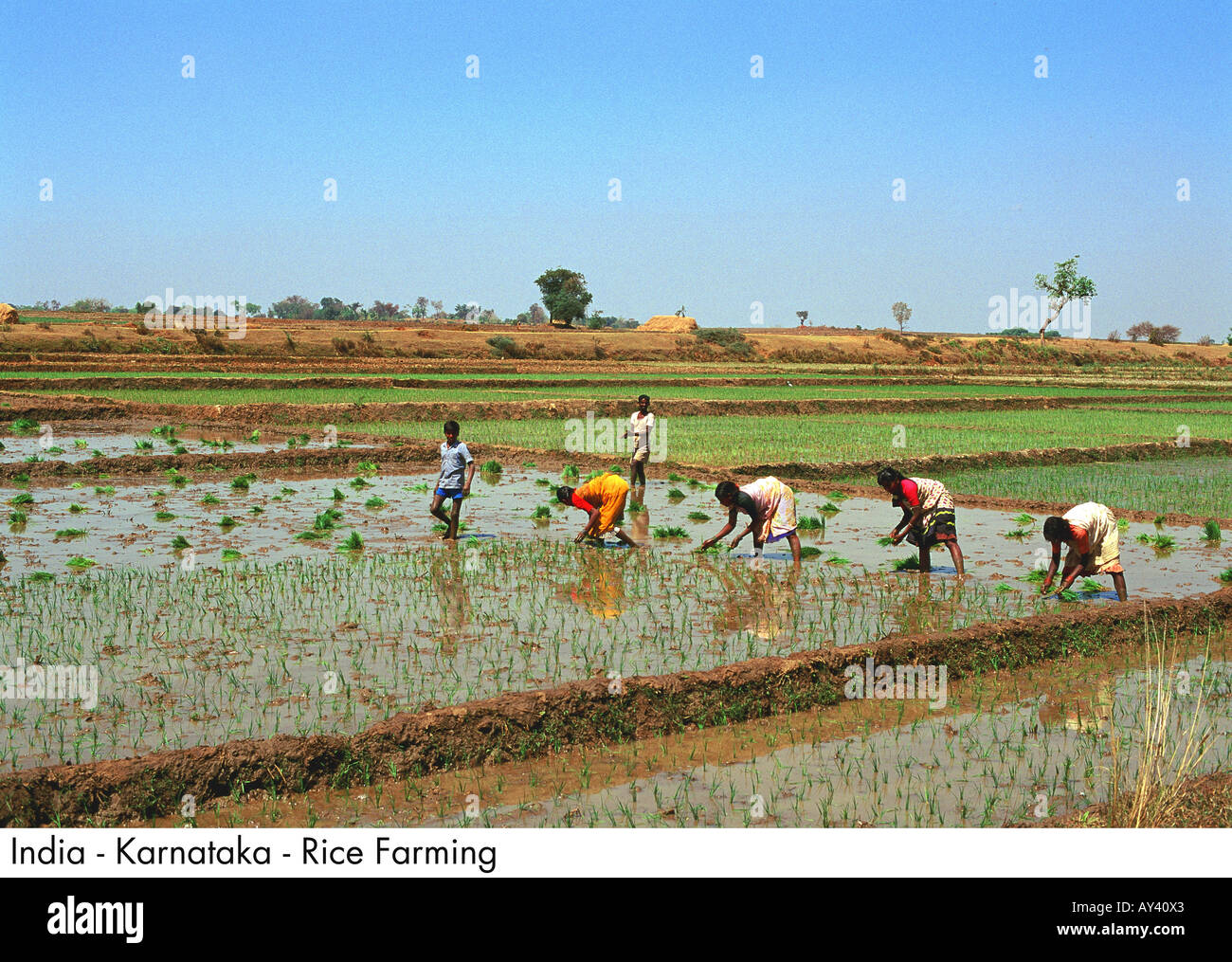 India Karnataka Rice Farming Stock Photo - Alamy