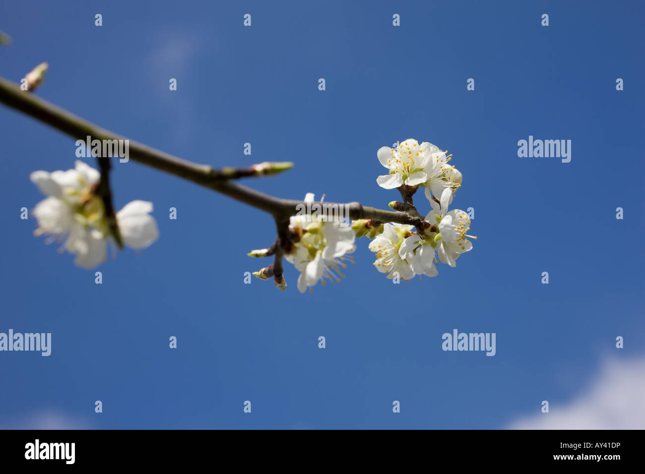 Cherry Plum Tree blossom Prunus Cerasifera with white leaves and yellow pollen sacs against a blue spring sky in England Stock Photo