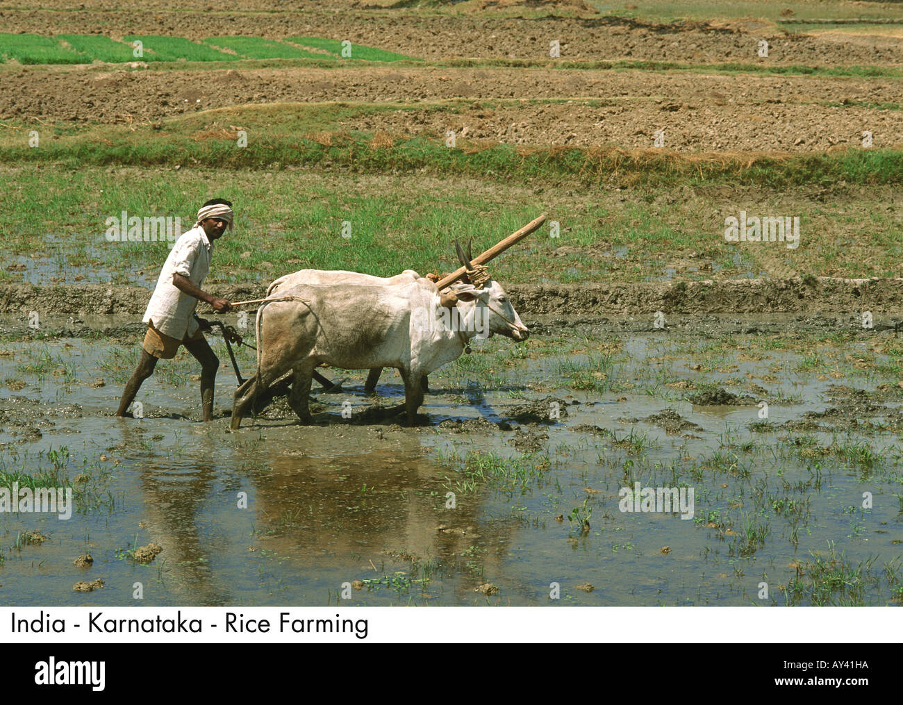 India Karnataka Rice Farming Stock Photo Alamy