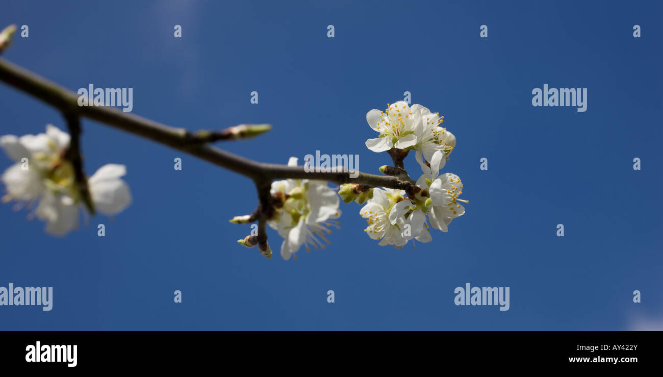 Cherry Plum Tree blossom Prunus Cerasifera with white leaves and yellow pollen sacs against a blue spring sky in England Stock Photo