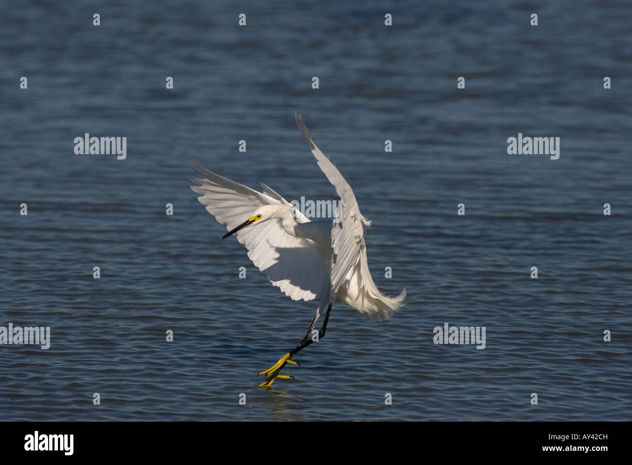 Snowy Egret Egretta thula Stock Photo - Alamy