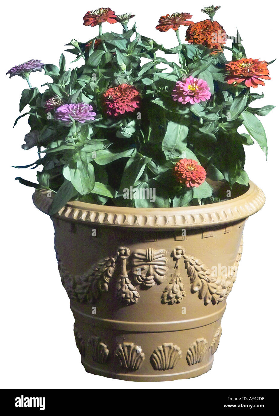 Mixed Flowers Yellow Red Orange Zinnia Stock Photo