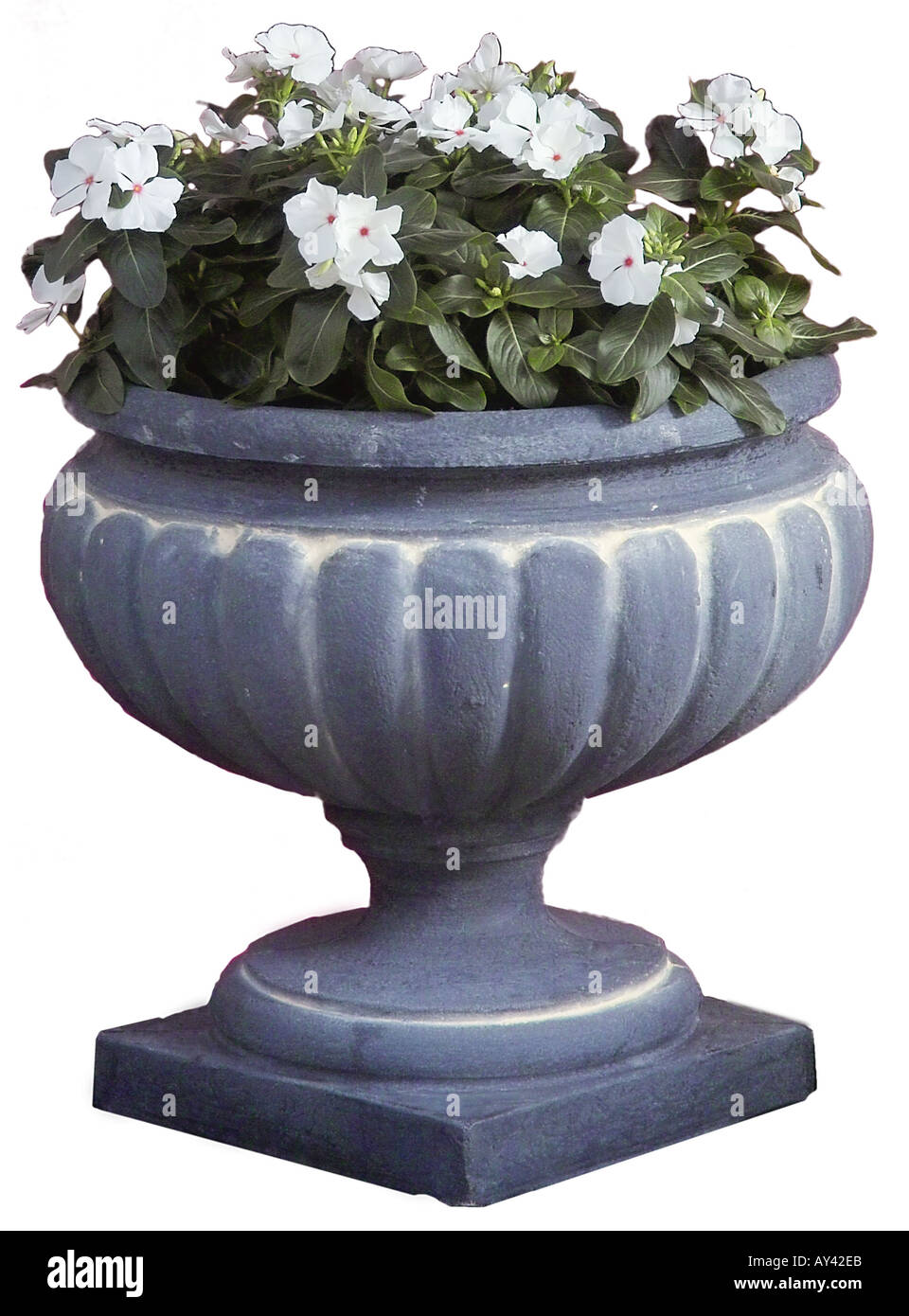 White Impatiens in pot Stock Photo Alamy