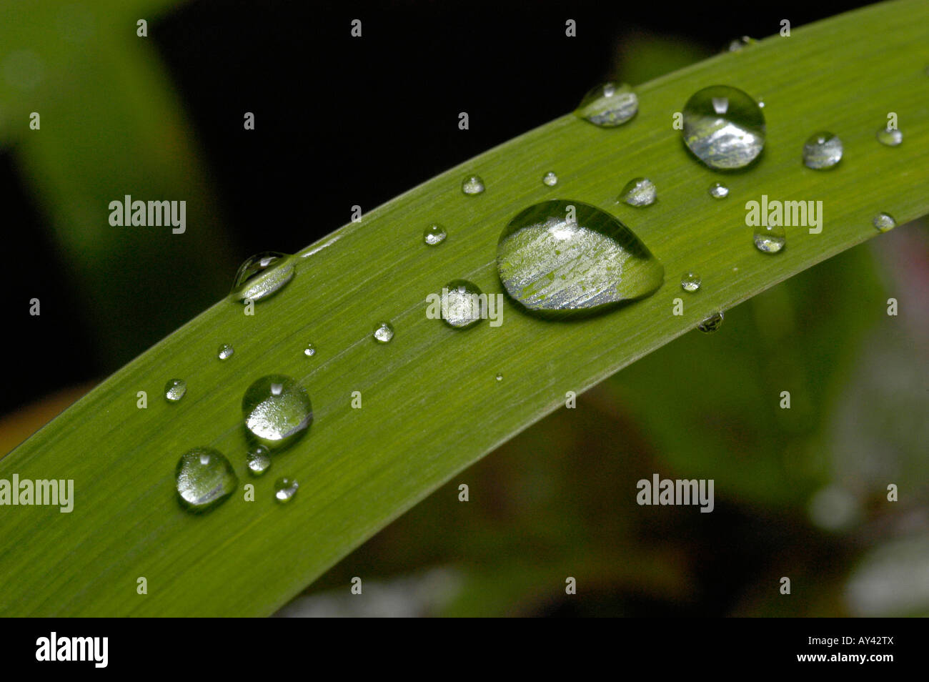 Water droplets on a green leaf Stock Photo - Alamy