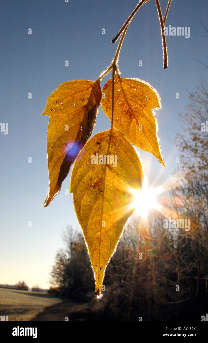 Hanging leafs backlit by morning sun. Stock Photo