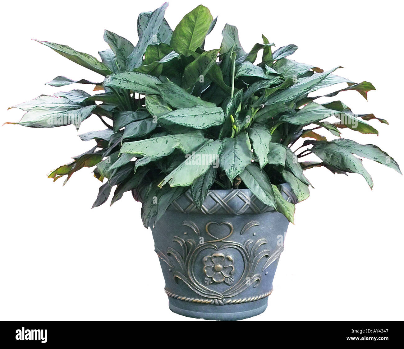 Aglaonema hi-res stock photography and images - Page 6 - Alamy
