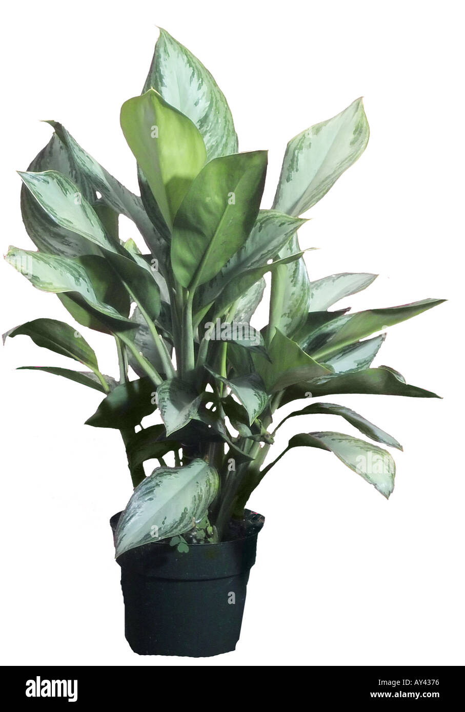 Houseplants araceae dieffenbachia dieffenbachia hi-res stock photography  and images - Alamy