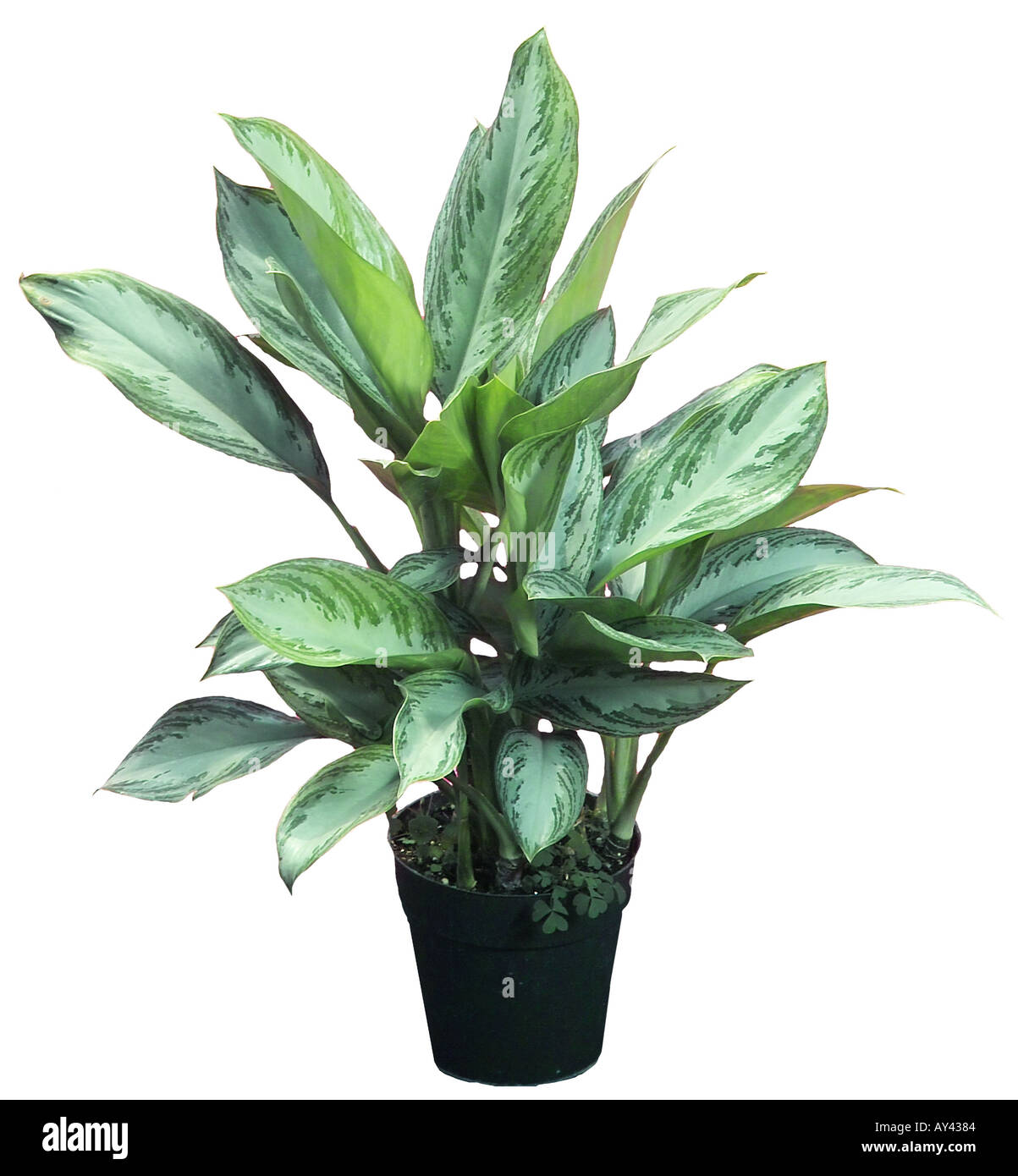 banana tree plant indoor Artificial White Peonies in Glass Vase with Faux Water – Elegant Table  Centerpiece main image 0