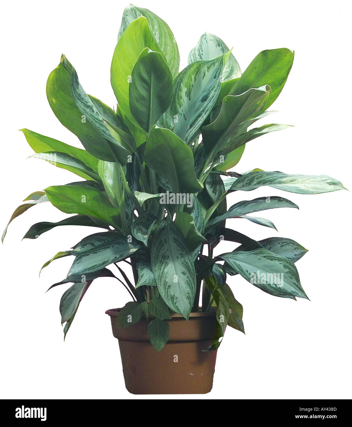 aloe vera medicinal plant Aloe 'Medicinal' 4"  Urban Sprouts