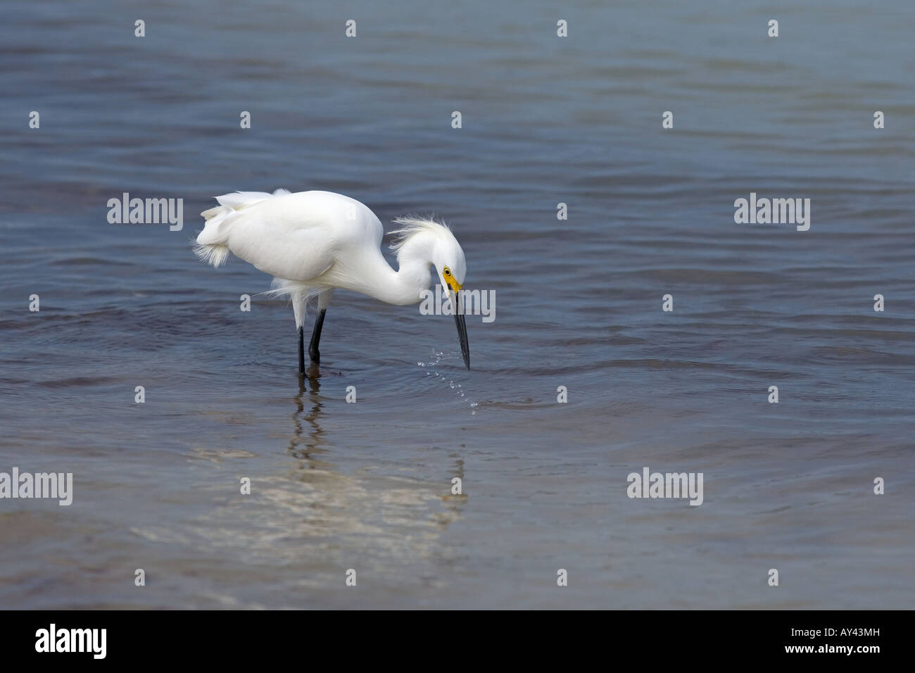 Snowy Egret Egretta thula USA Stock Photo - Alamy