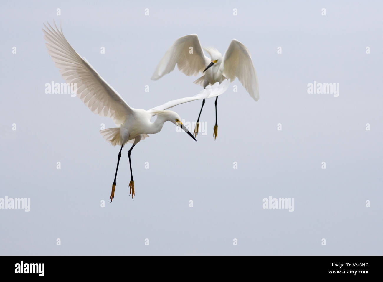 Snowy Egrets Egretta thula Stock Photo - Alamy