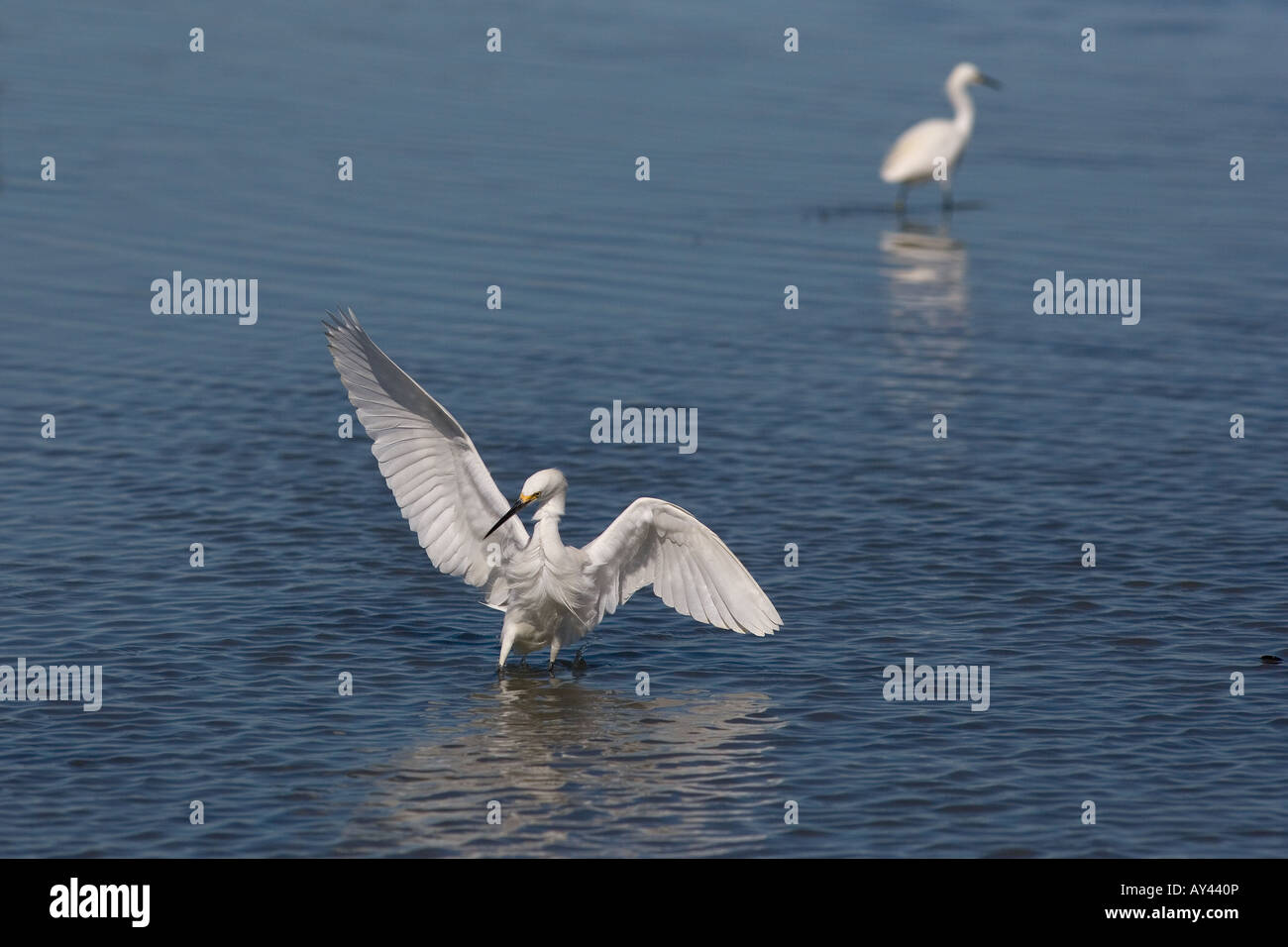 Snowy Egrets Egretta thula Stock Photo - Alamy