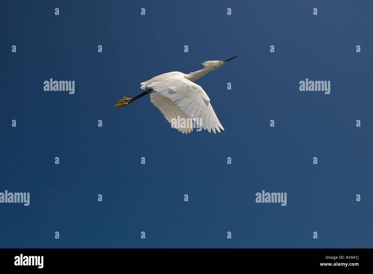 Snowy Egret Egretta thula Stock Photo - Alamy