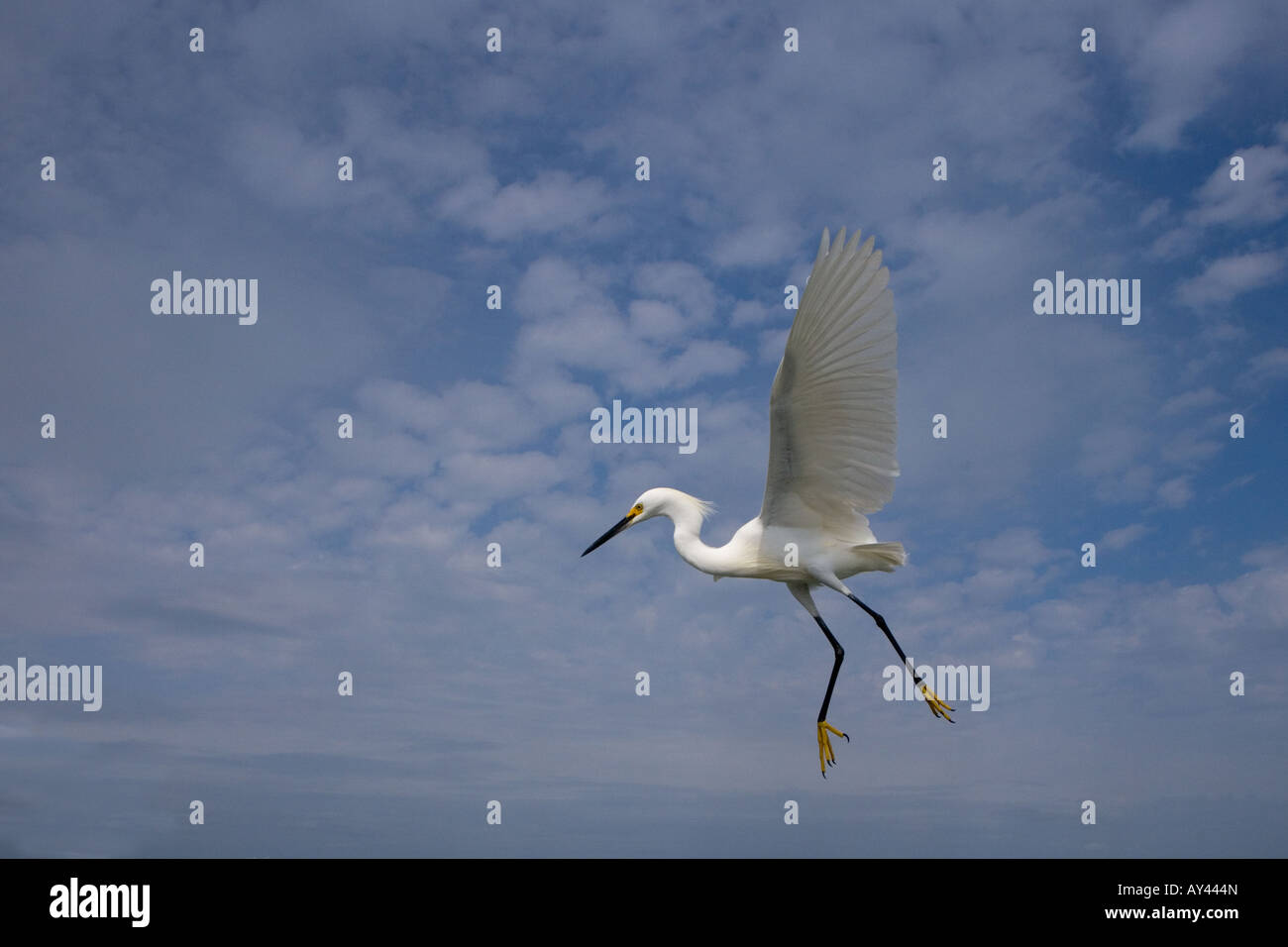 Snowy Egret Egretta thula Stock Photo - Alamy