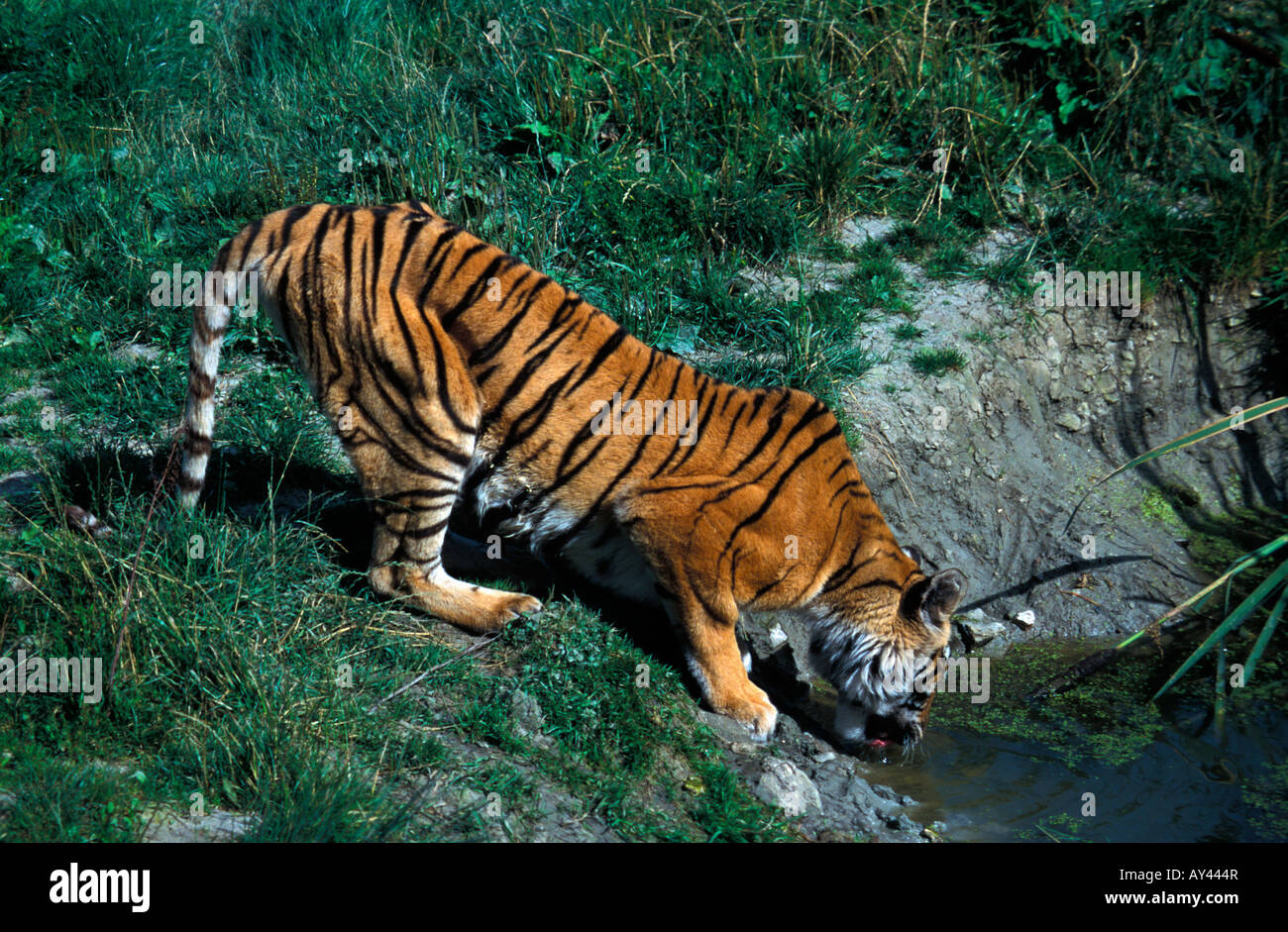 tigre de siberie buvant Sibirian Tiger on water Panthera tigris altaica adult animal animals