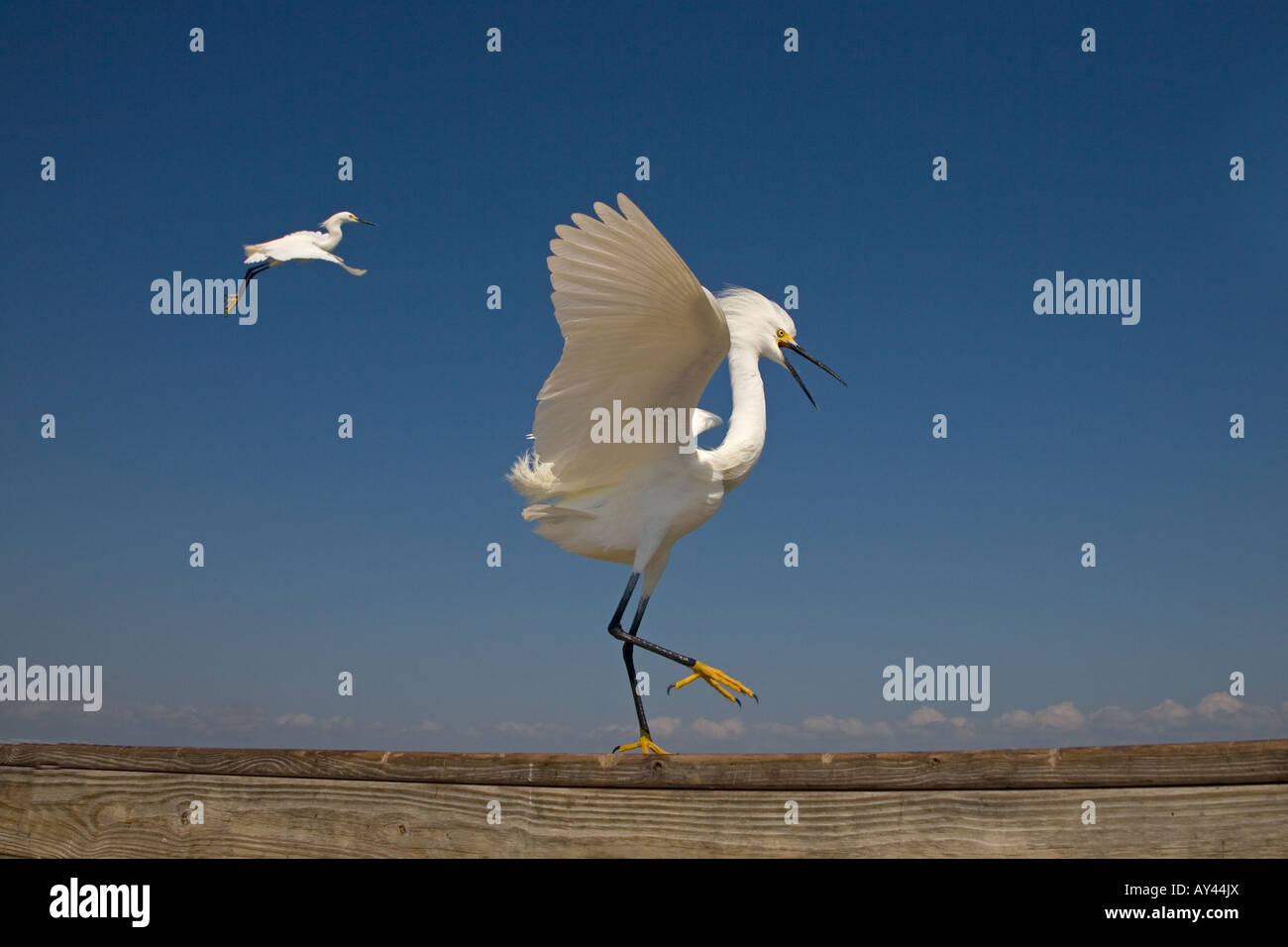 Snowy Egrets Egretta thula Stock Photo - Alamy