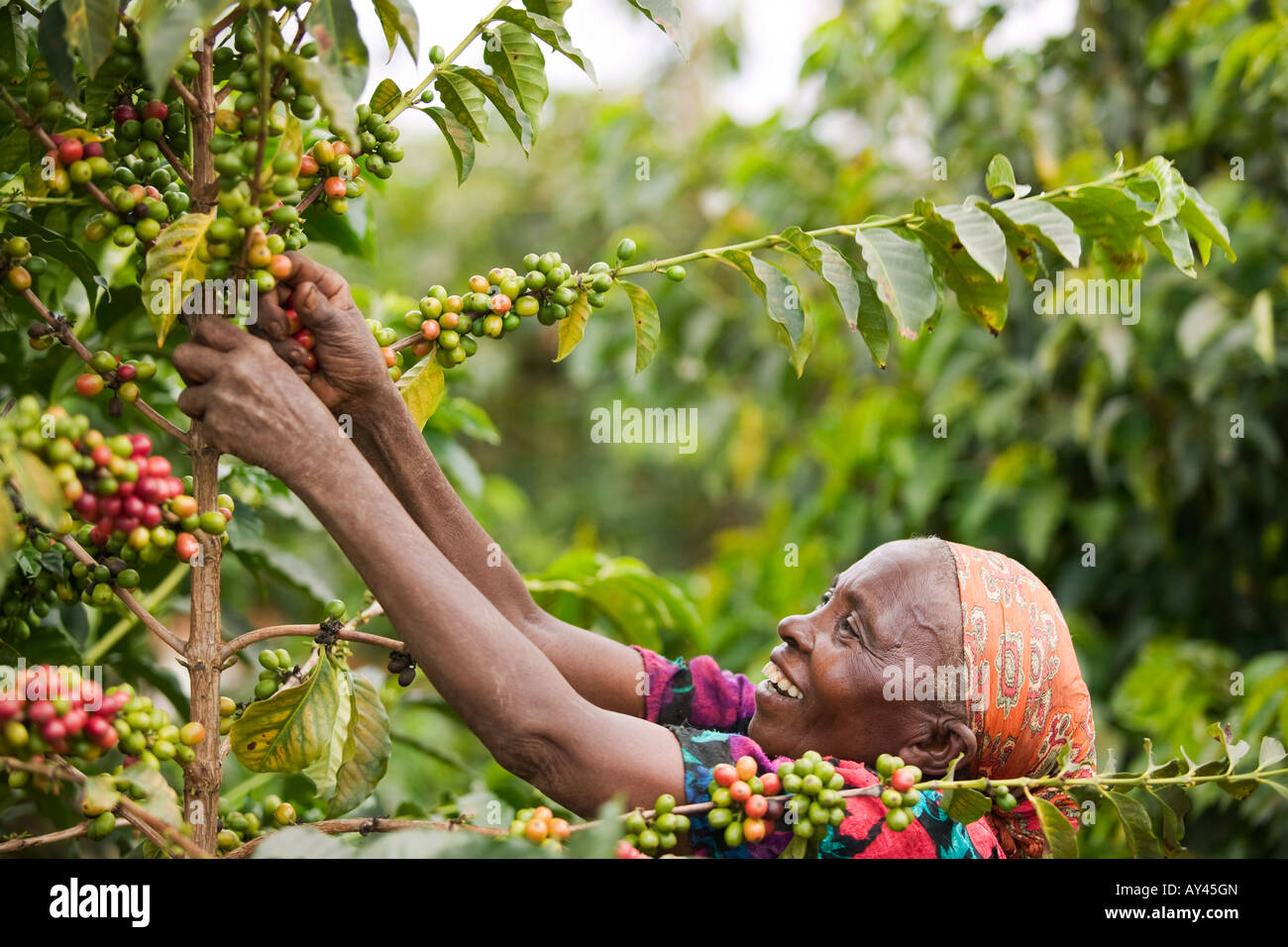 Kenya coffee plantation hires stock photography and images Alamy