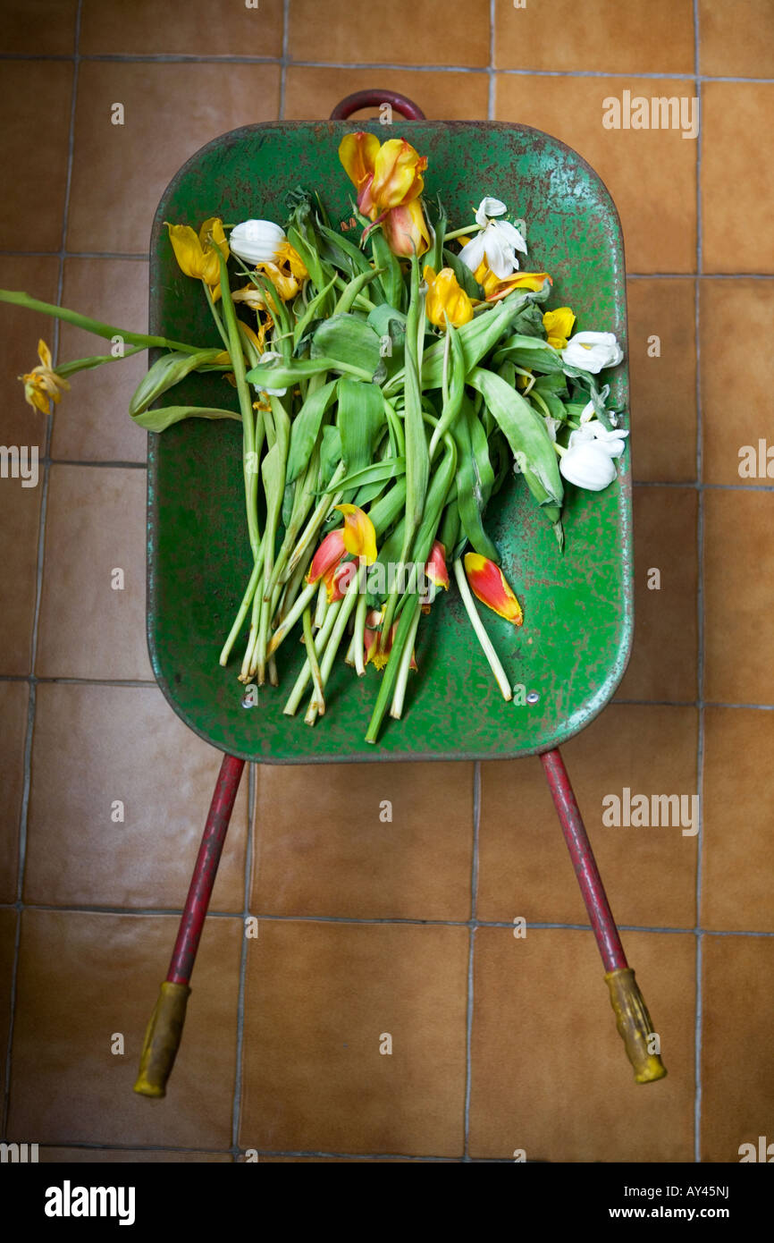 Cut flowers in a wheel barrow ready for composting Stock Photo Alamy