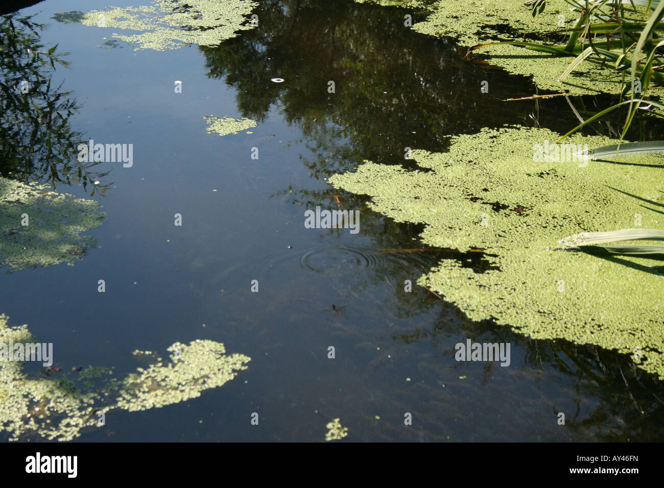 The surface of a pond showing weed, water, plants and reflections. Taken in The Rock Gardens,Southsea, UK, on a sunny day. Stock Photo