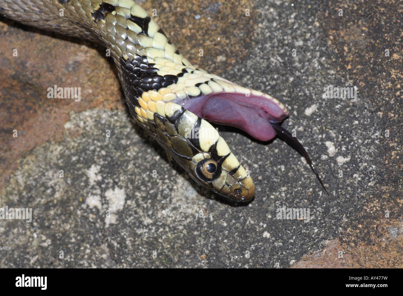 Grass Snake Natrix Natrix Playing Dead Stock Photo 164627012