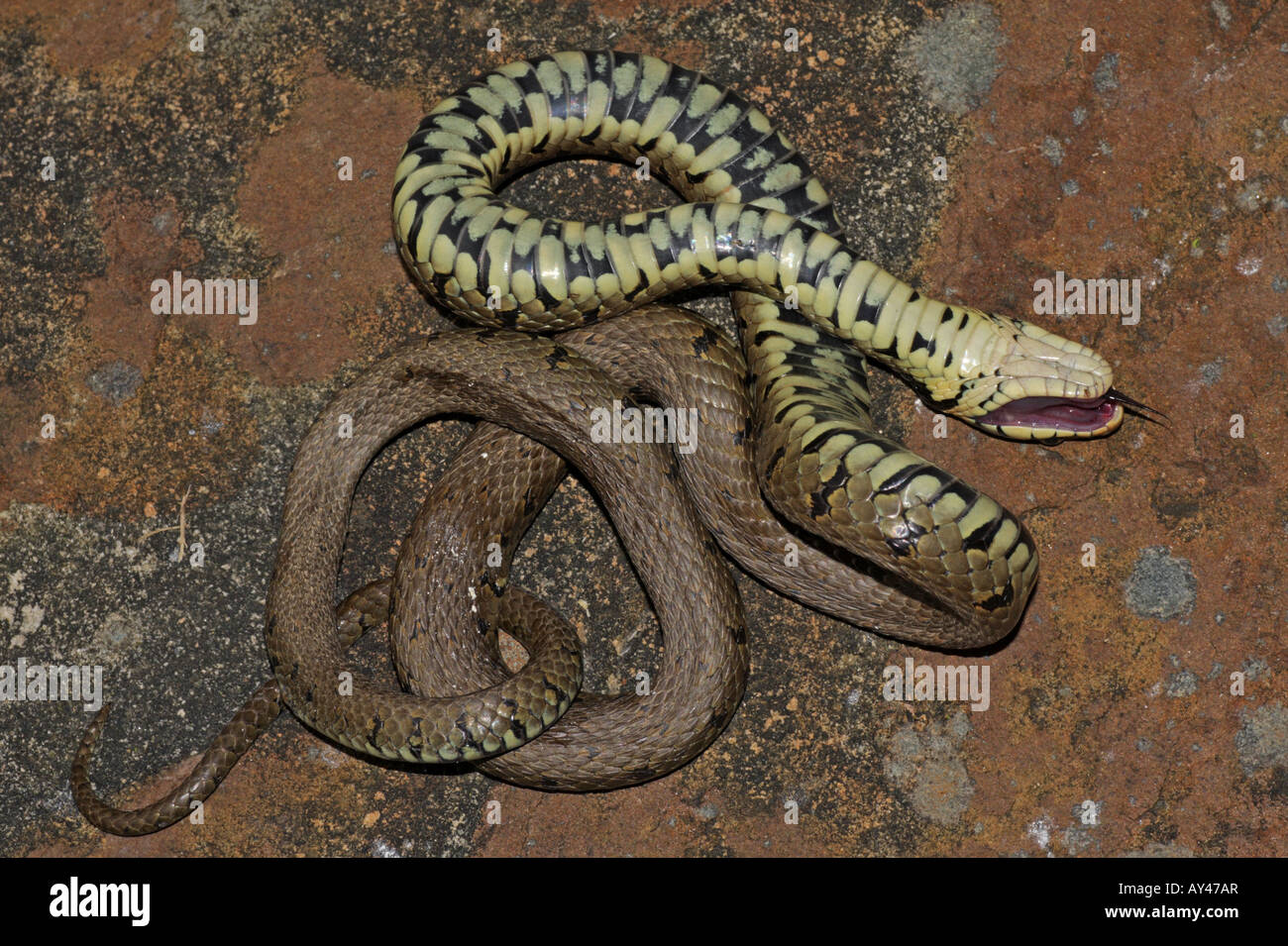 Grass snake playing dead hi-res stock photography and images - Alamy