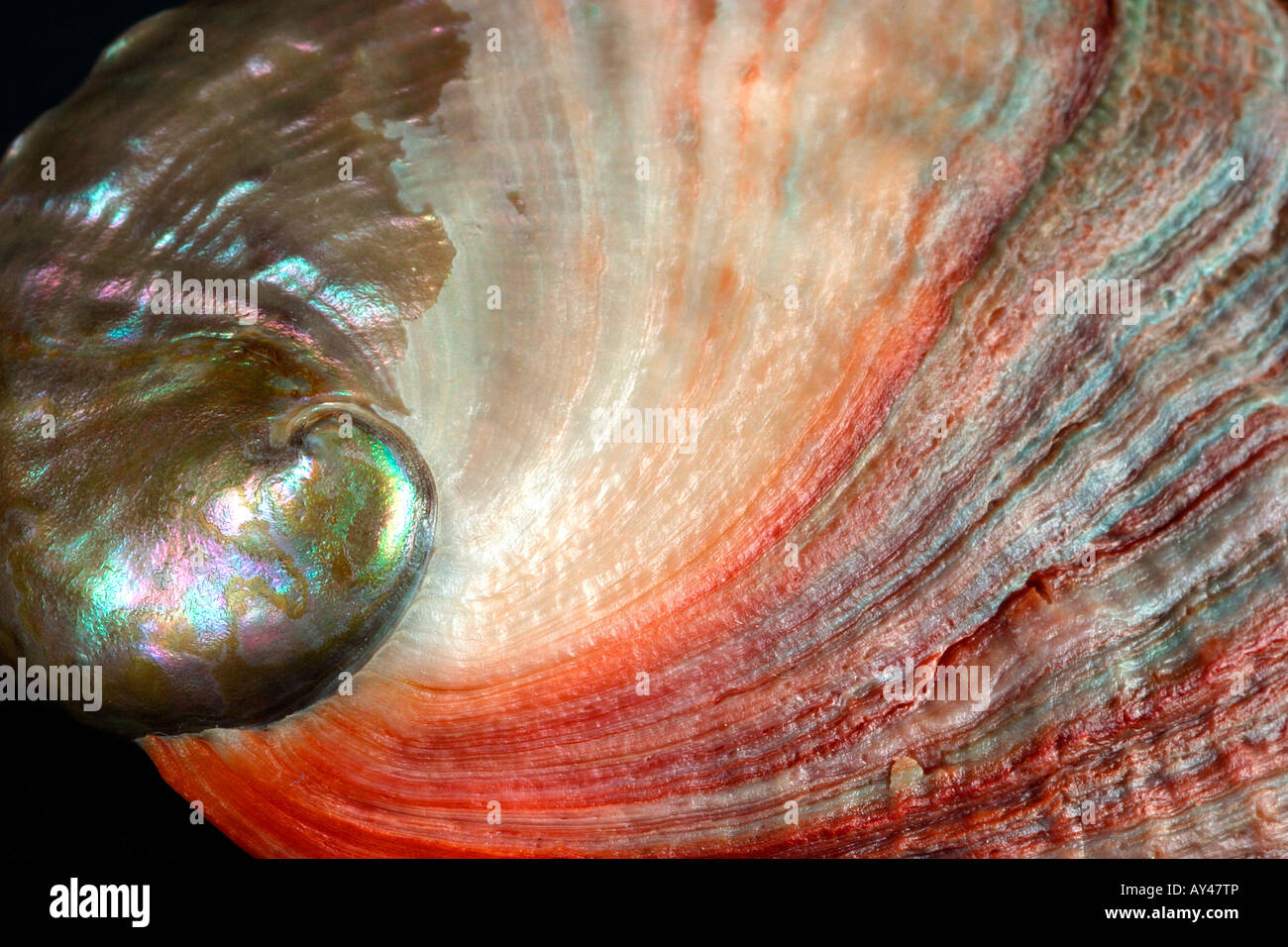 Exterior of an abalone shell Stock Photo - Alamy