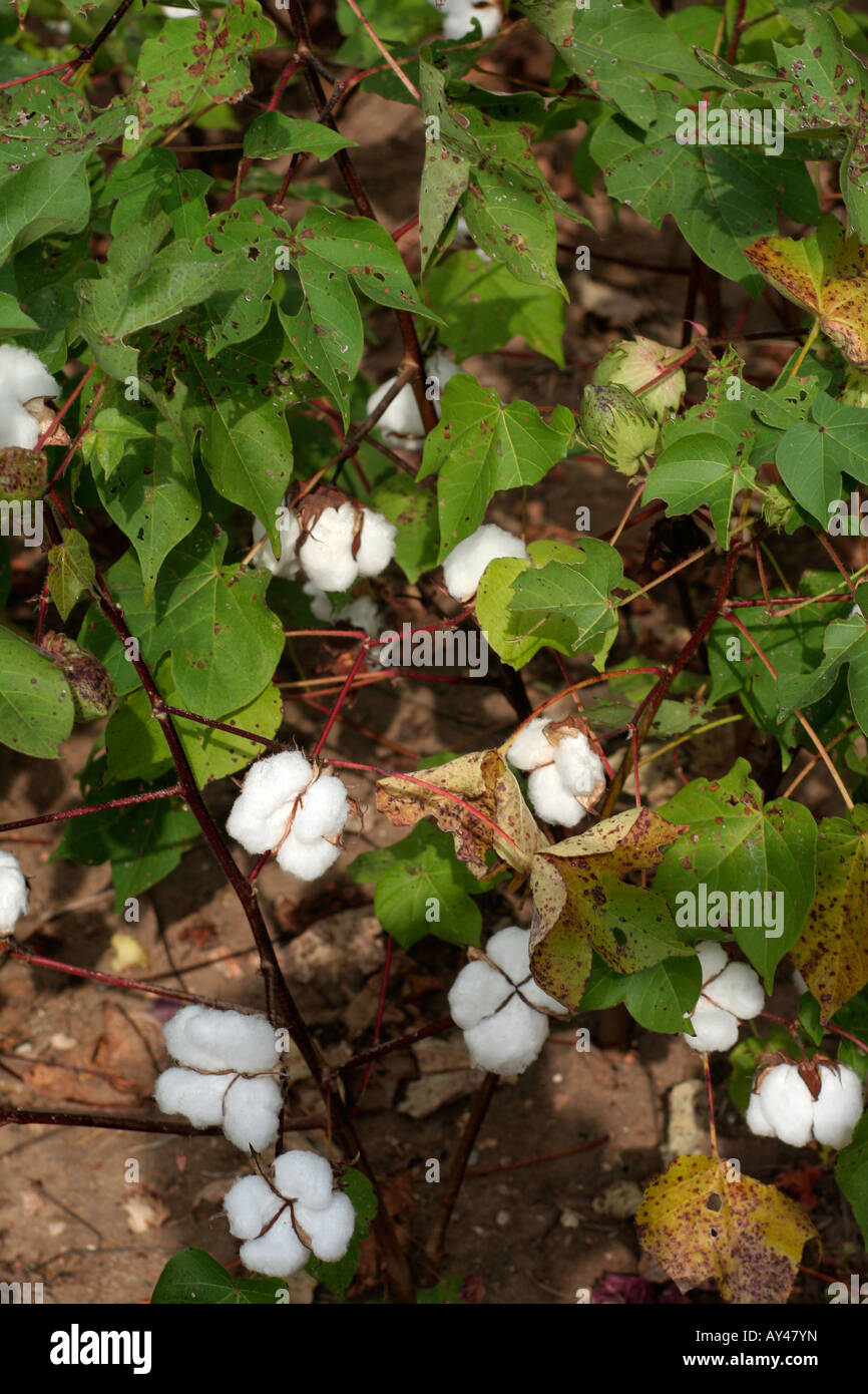 Cultivation of cotton plants hires stock photography and images Alamy