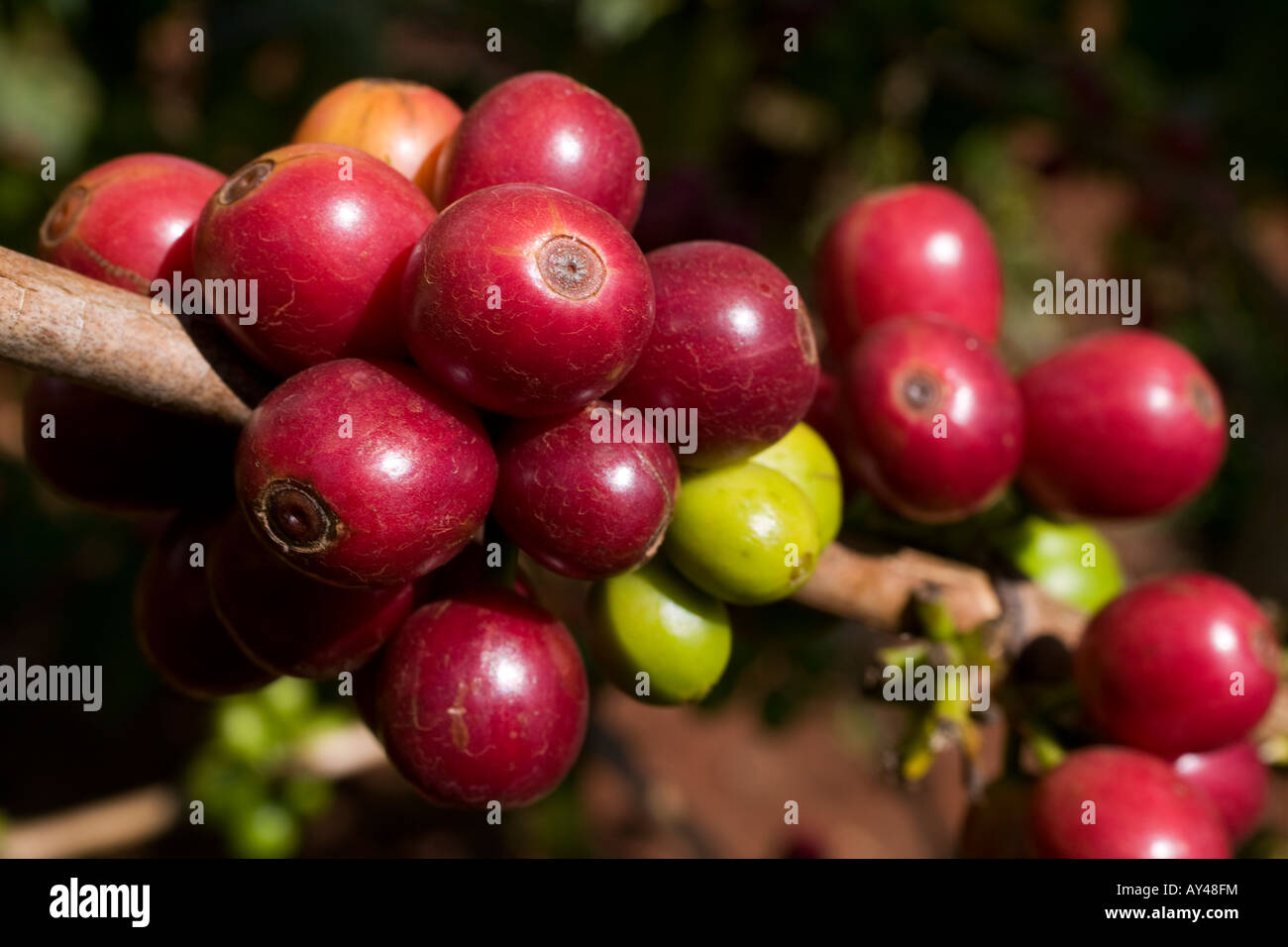 Africa Kenya Ruira Detail of Arabica coffee beans growing on Socfinafs