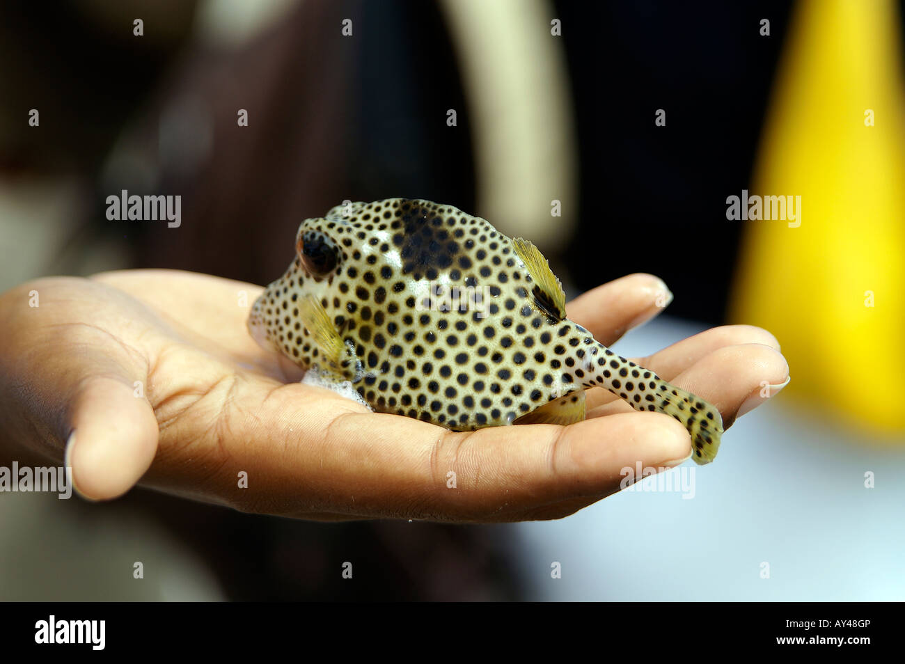 hand holds saltwater puffer fish Stock Photo