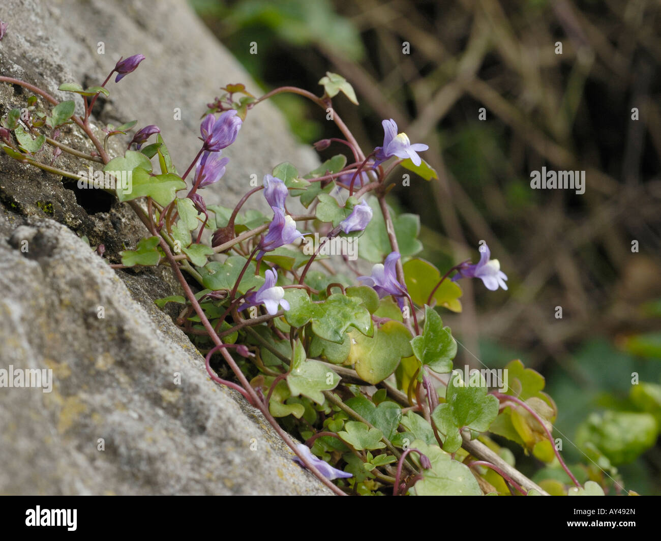 Ivy leaved Toadflax, cymbalaria muralis Stock Photo