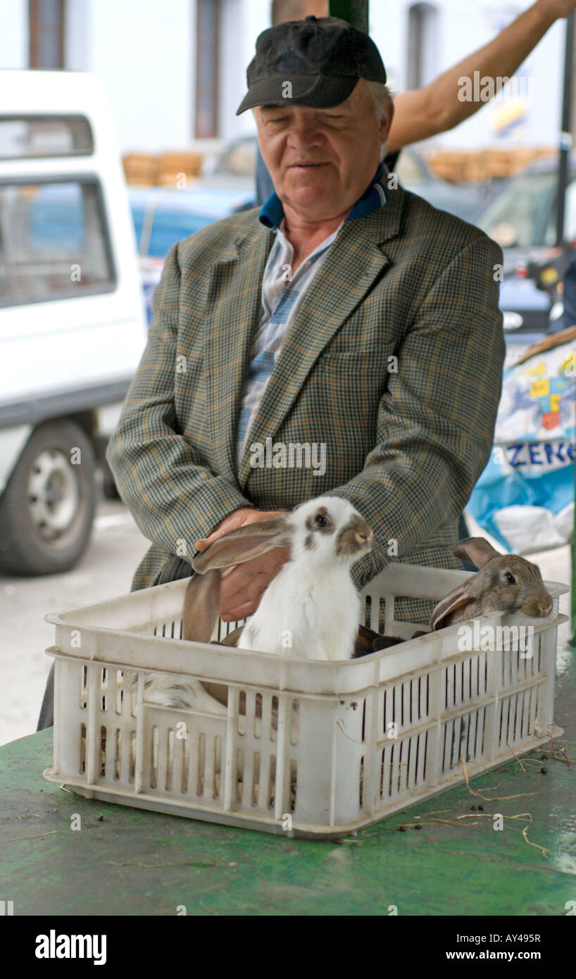 Breed rabbits hi-res stock photography and images - Alamy