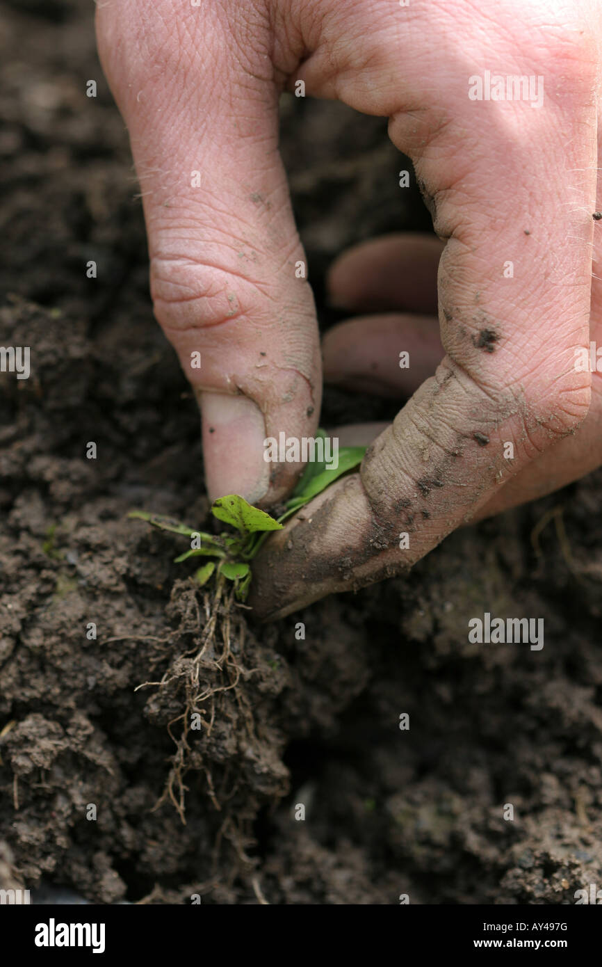Gardener's hand pulling muddy weeds from the vegetable garden Stock ...