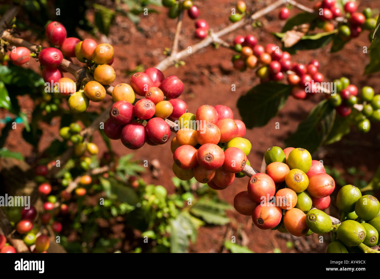 Africa Kenya Ruira Detail of ripe Arabica coffee beans growing on