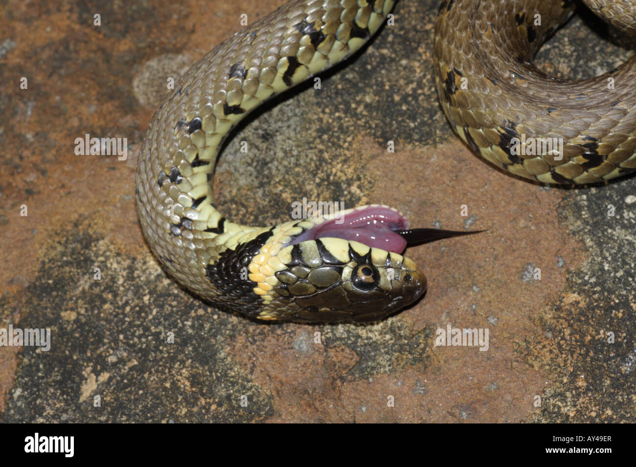 Grass snake playing dead hi-res stock photography and images - Alamy