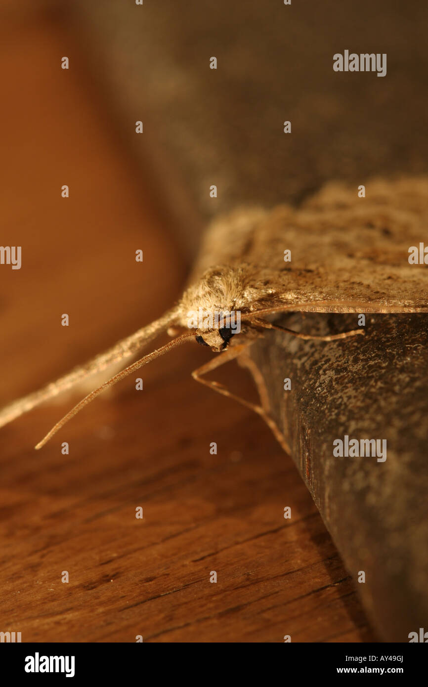 Brown moth resting on metal and wood sufrace Stock Photo - Alamy