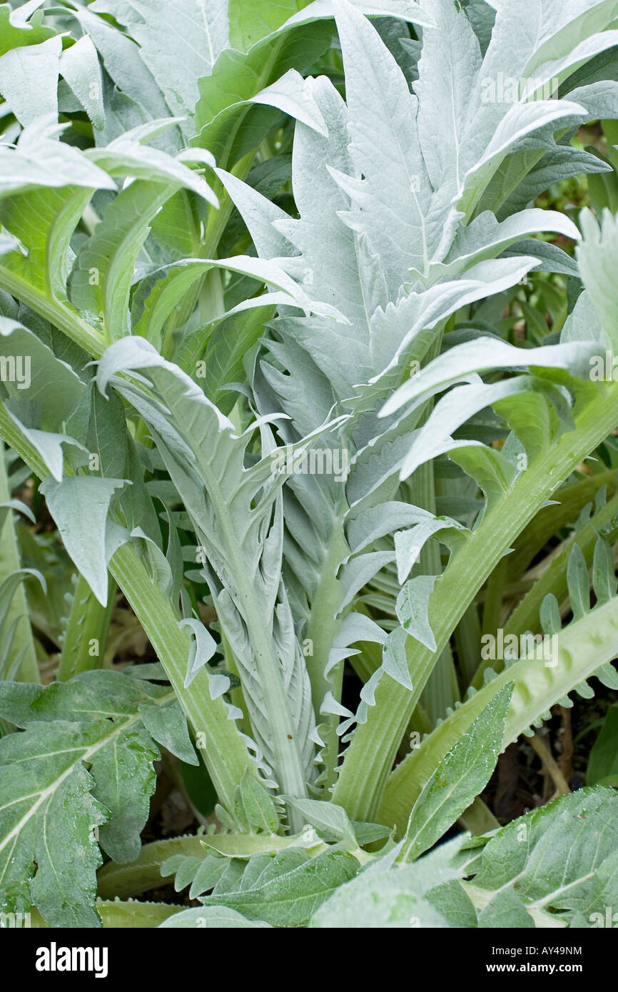 Silvery foliage of the Cardoon plant Stock Photo