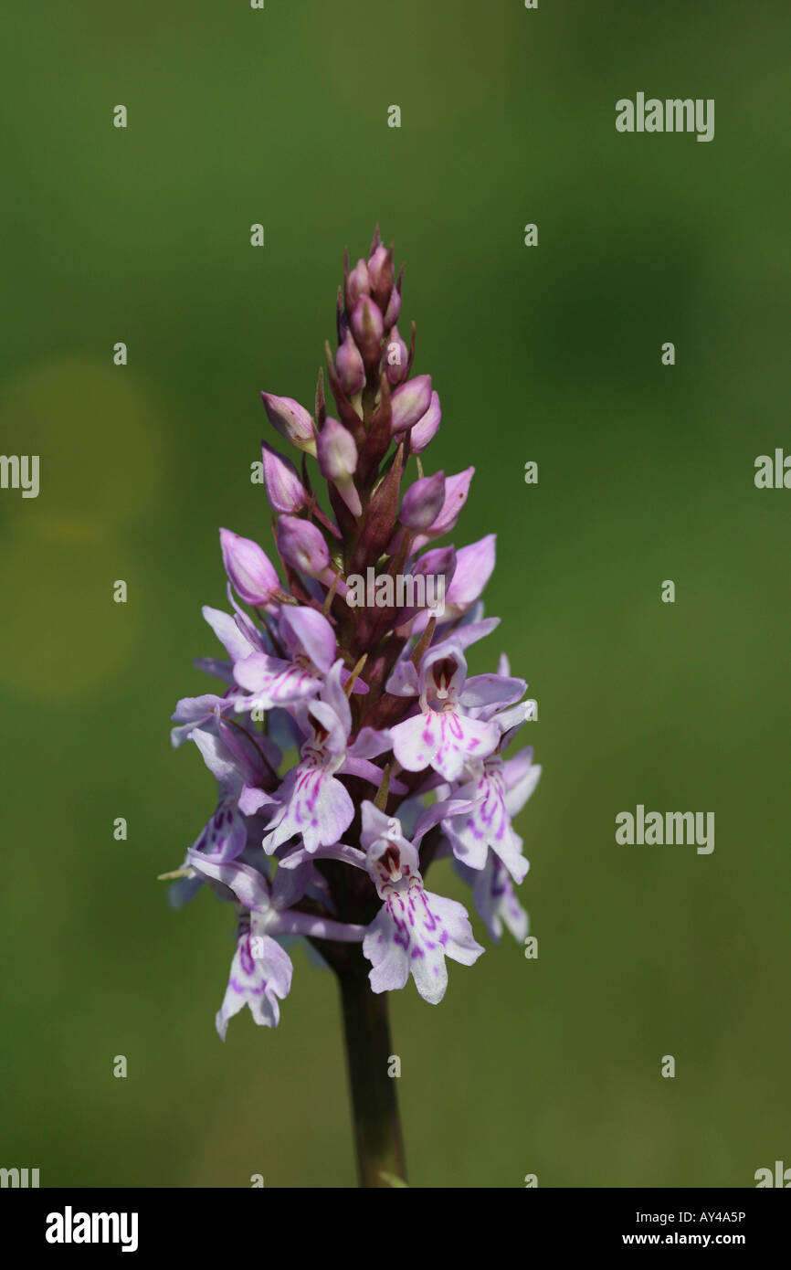 Common Spottedorchid flower stalk Stock Photo Alamy