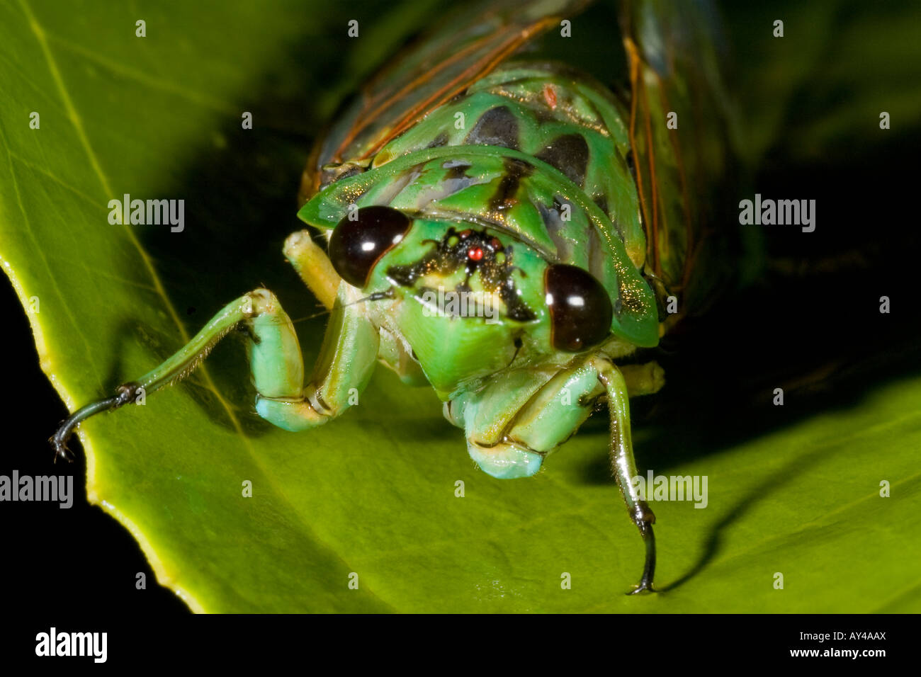 cicala Cicada sp foresta pluviale rain forest Costarica costa pacifica Costarica Stock Photo