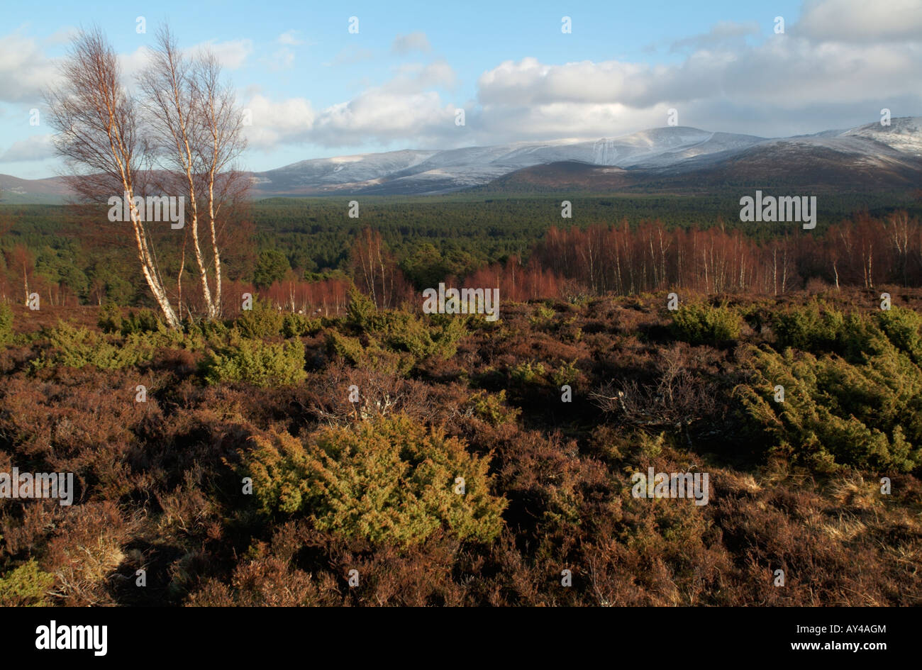 The Rothiemurchus Forest and Cairngorm Mountains from Whitewell near Inverdruie, Highland Stock Photo