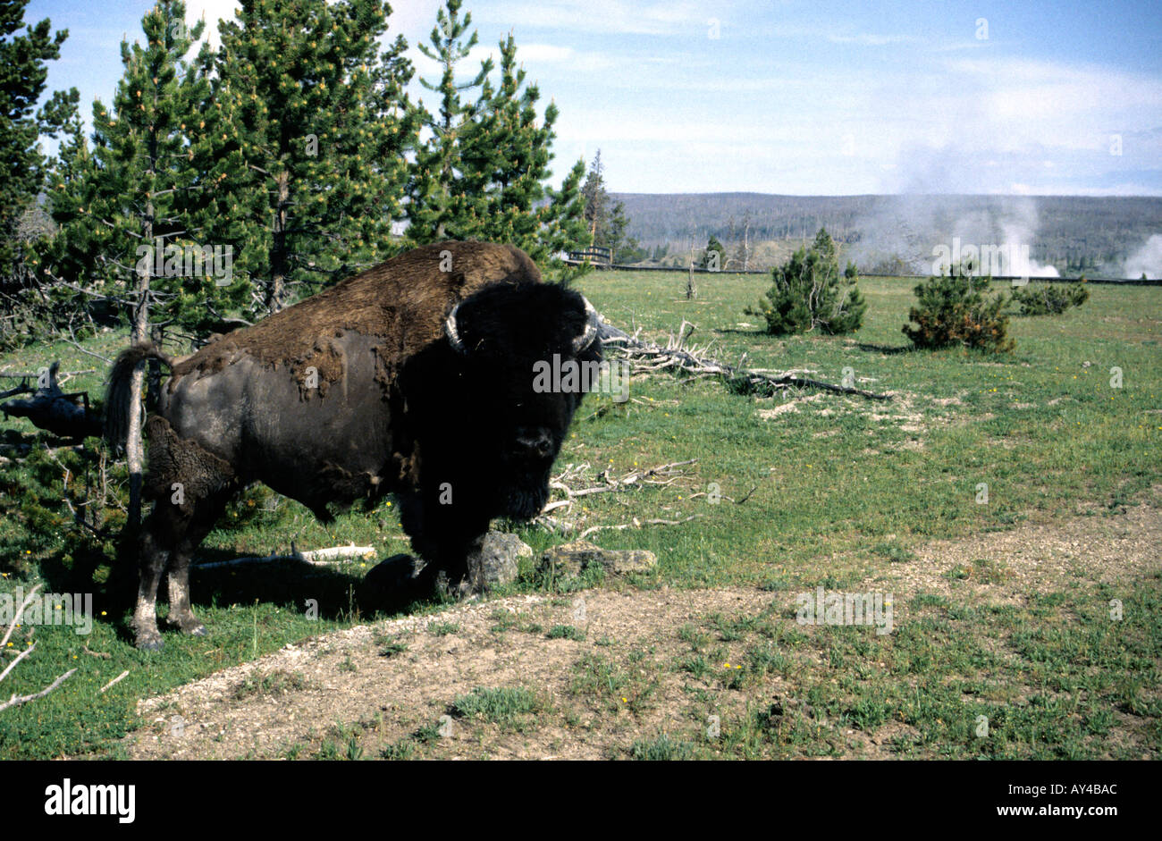 A solitary Buffalo in Yellowstone National Park, Wyoming, USA Stock Photo