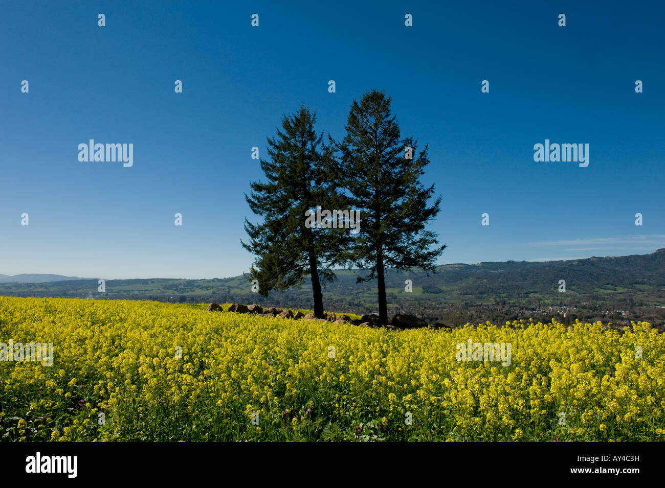 Hanzell Vineyards planted in 1953 in Sonoma California is now the oldest Pinot Noir vineyard in America Stock Photo