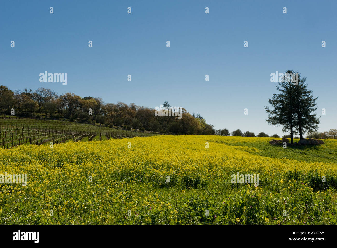 Hanzell Vineyards planted in 1953 in Sonoma California is now the oldest Pinot Noir vineyard in America Stock Photo