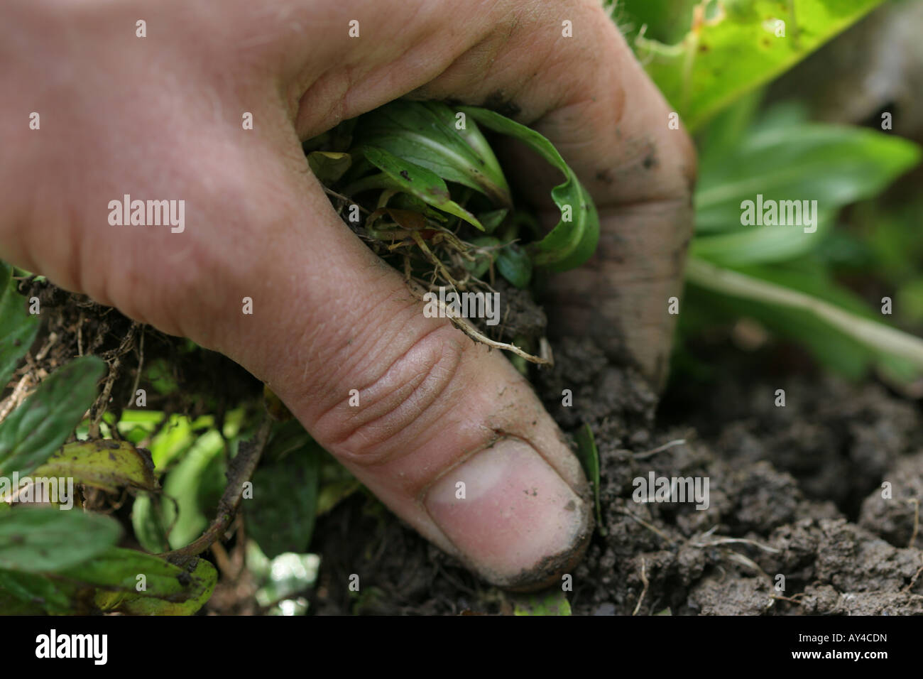 Gardener's hand pulling muddy weeds from the vegetable garden Stock ...