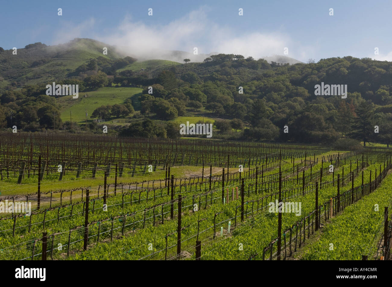 Melville Winery Santa Rita Hills California Stock Photo
