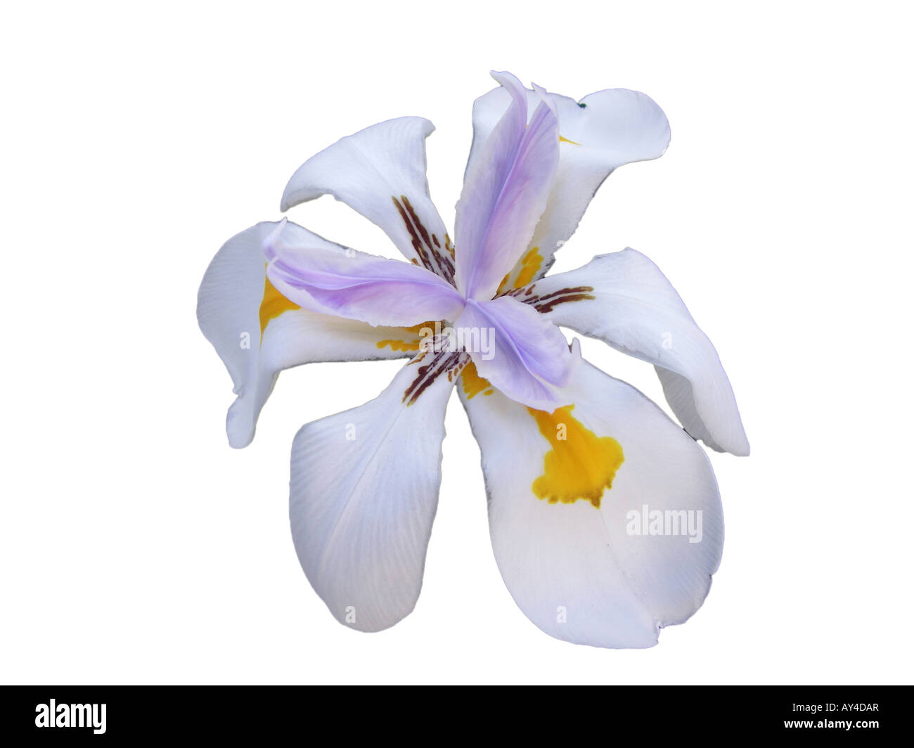 African Iris blossom Stock Photo