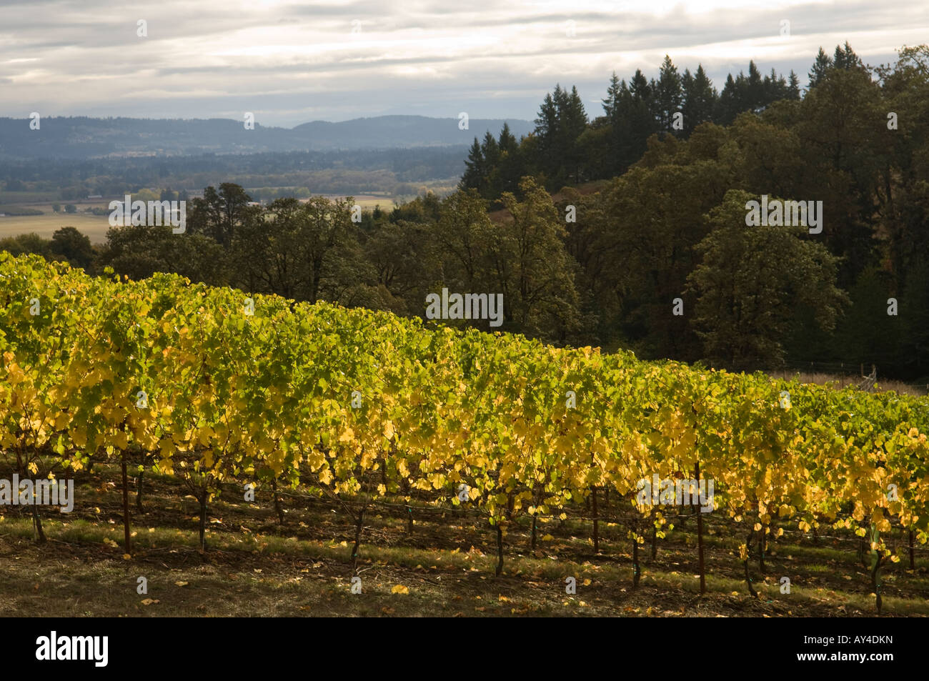 Penner Ash estate vineyard Willamette Valley Oregon Stock Photo