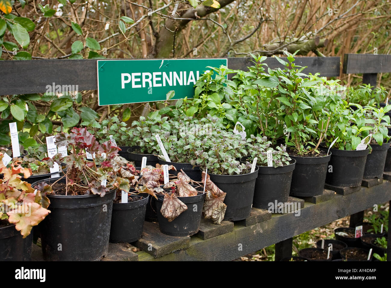 Perennial plants hires stock photography and images Alamy